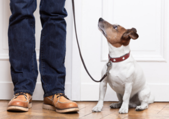 dog franchise owner works with francoach to find the best pet franchises