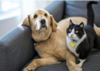 pet franchise owner works with francoach free franchise coaching services