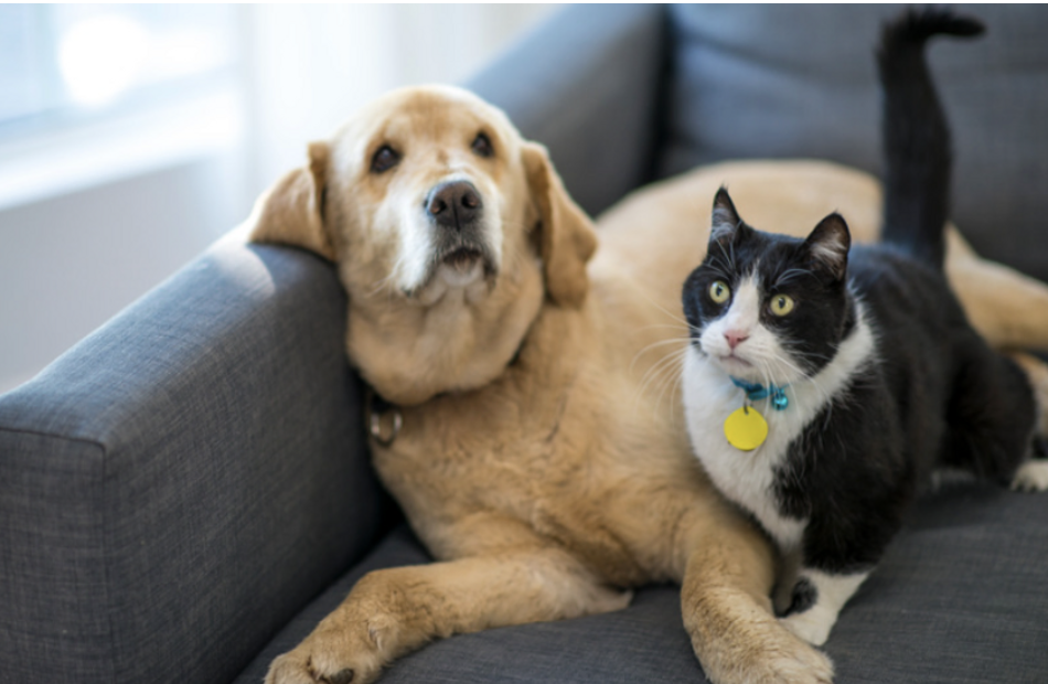 pet franchise owner works with francoach free franchise coaching services