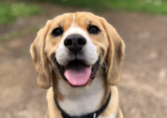 dog franchise owner find the best pet franchises with francoach