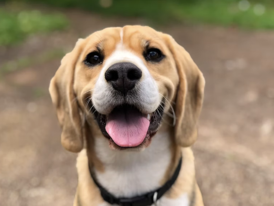 dog franchise owner find the best pet franchises with francoach