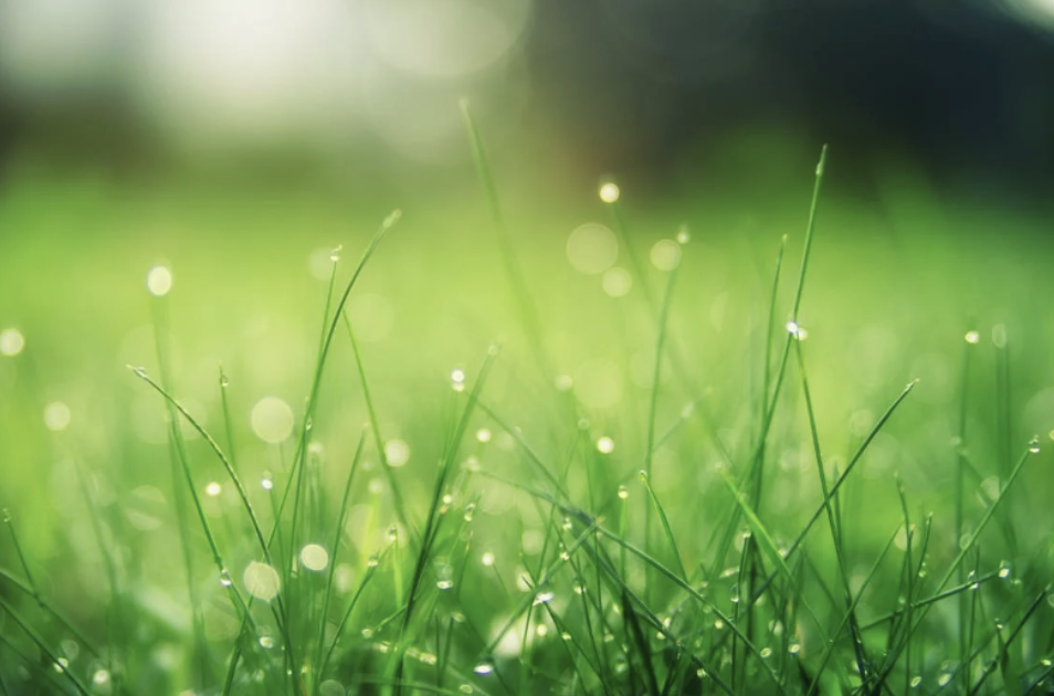 lawn care franchise owner works with francoach to find the ideal franchise