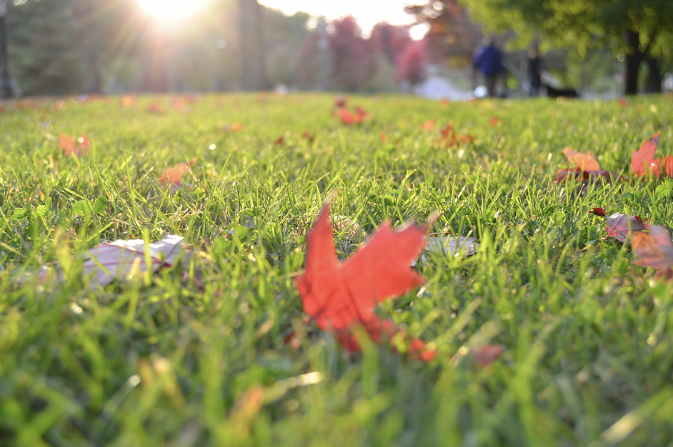 lawn care franchise owner works with francoach